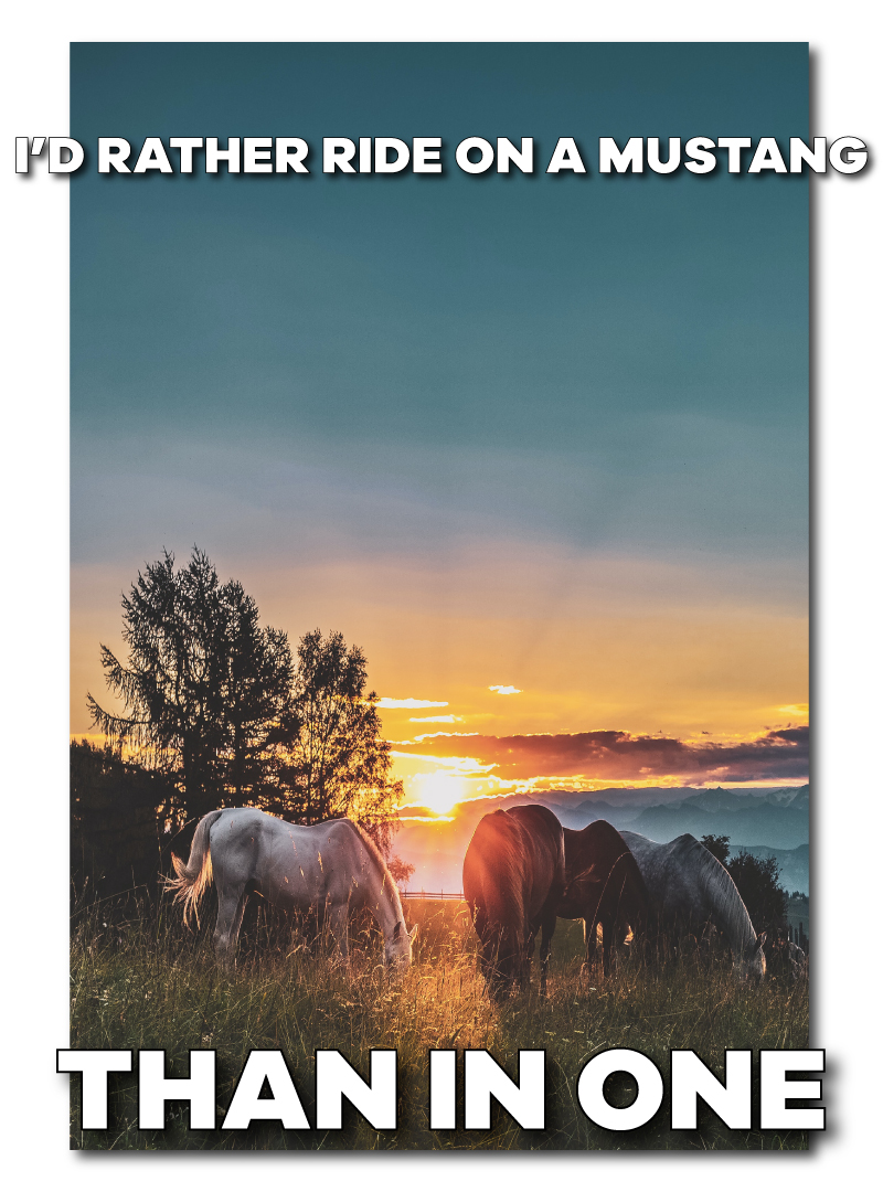 Funny Horse Memes - Page 8 of 63 - Entegra Signature Structures